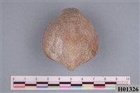 藏品(腕足類)的圖片